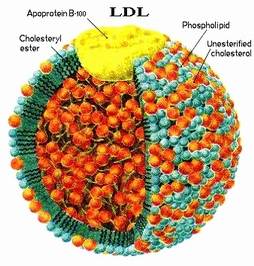 LDL Molecule